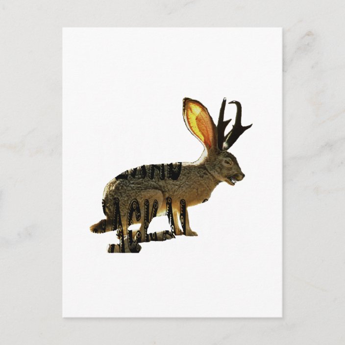 Jackalope Postcard | Zazzle.com