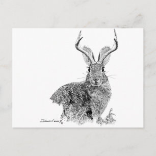 Jackalope Postcard