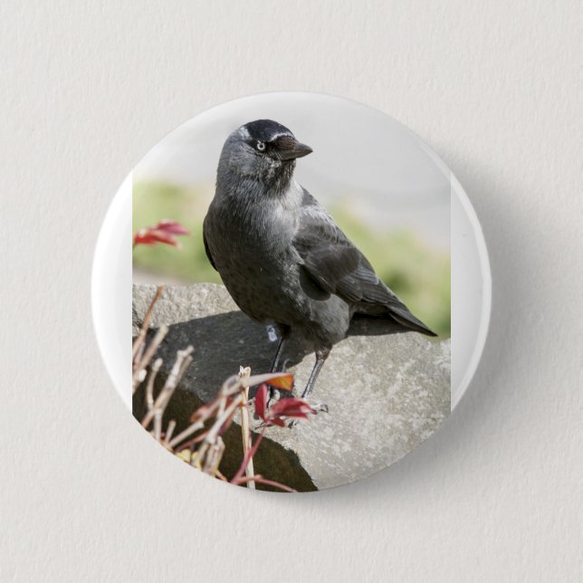 jackdaw.jpg button (Front)