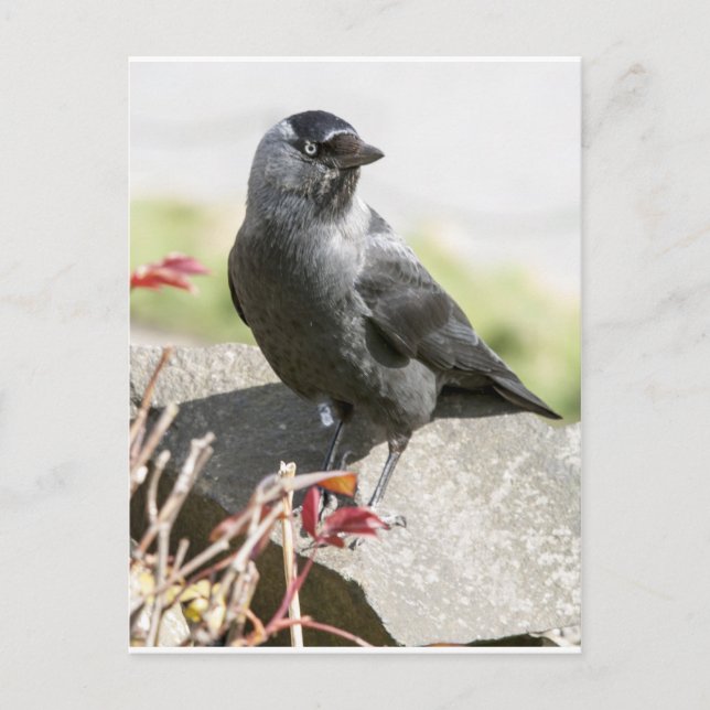jackdaw.jpg postcard (Front)