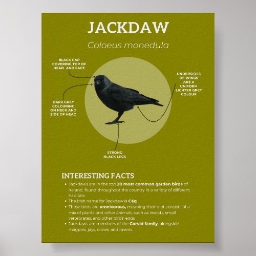 Jackdaw Poster