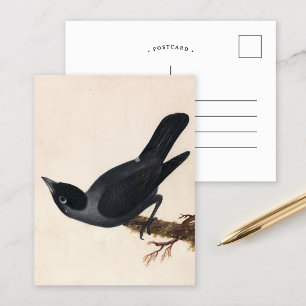 Jackdaw William Lewin Postcard