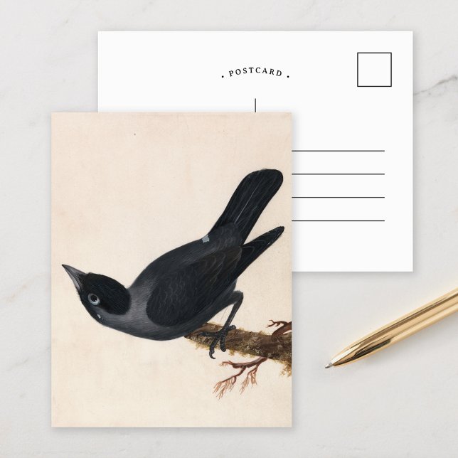 Jackdaw | William Lewin Postcard (Creator Uploaded)