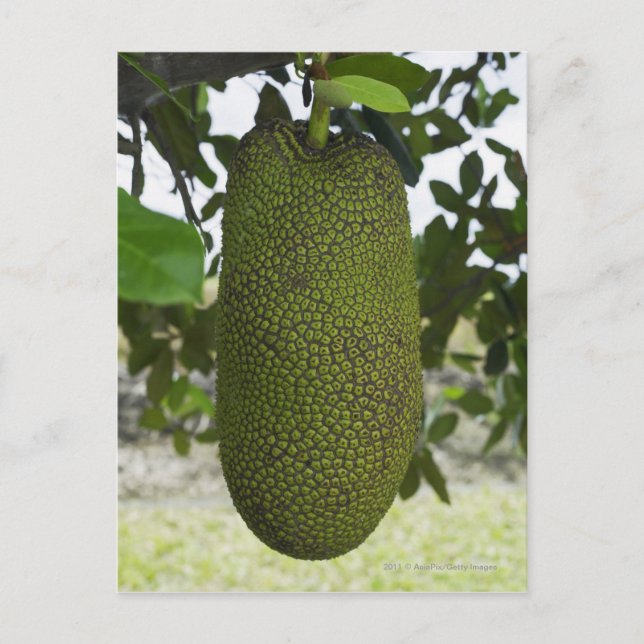 Jackfruit hanging from tree postcard (Front)