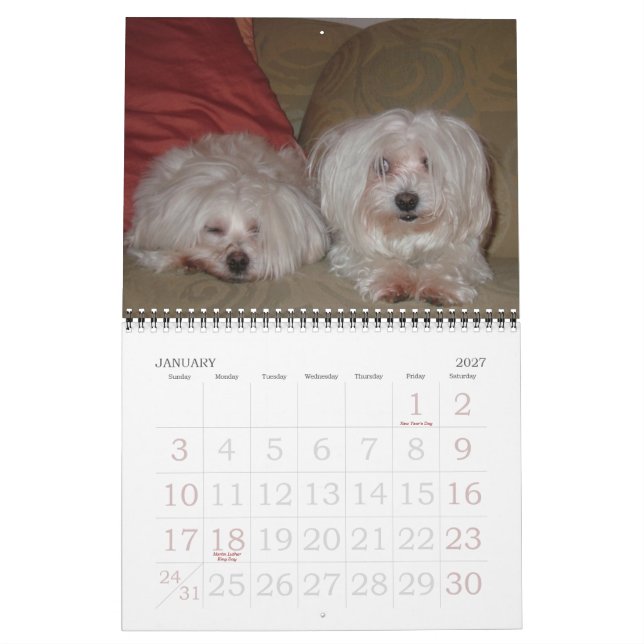 Jackie & Sassy's Wild & Krazy Adventures Calendar (Jan 2027)