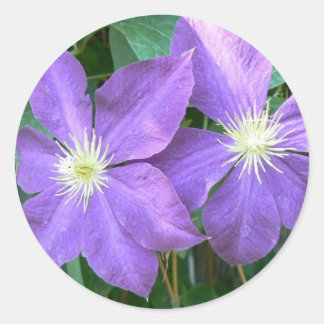 Jackmanii Clematis Classic Round Sticker
