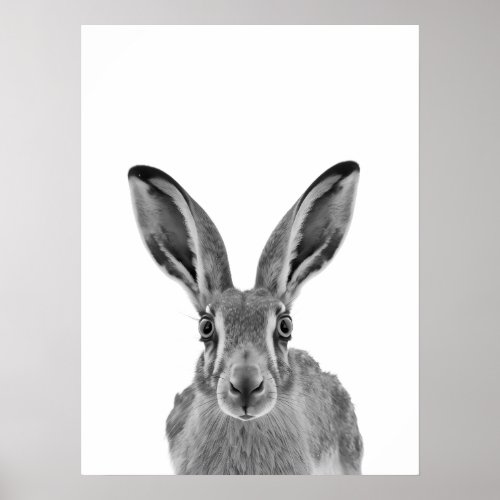 Jackrabbit Hare Desert Animal Portrait   Poster