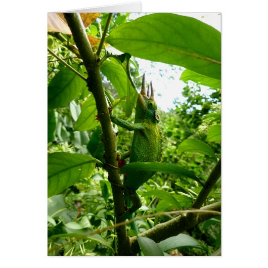 Jackson Chameleon (Front)