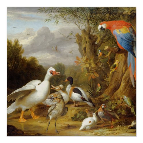 Jacob Bogdani A Macaw Ducks Parrots and Other Bird Poster