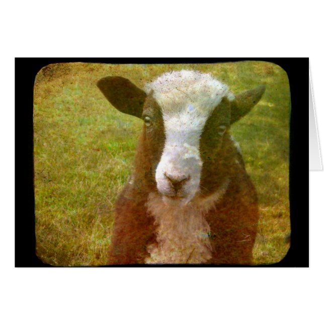 Jacob Lamb Cards (Front Horizontal)