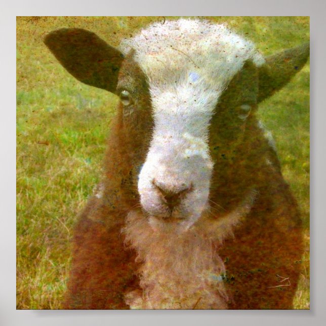 Jacob Lamb Poster (Front)