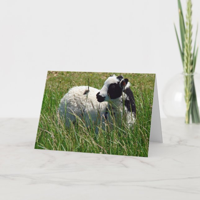 Jacob Ram Lamb Mothers Day Card (Front)
