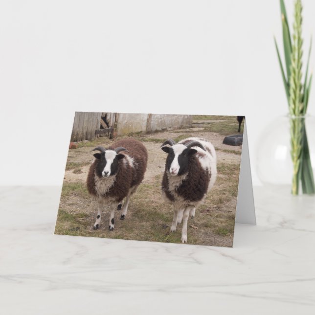 Jacob Sheep Greetings Card (Front)