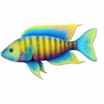 Jacobfreibergi African Peacock Cichlid Fish Pin Statuette