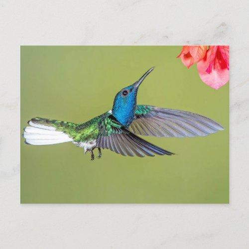 Jacobin Hummingbird in Flight Postcard