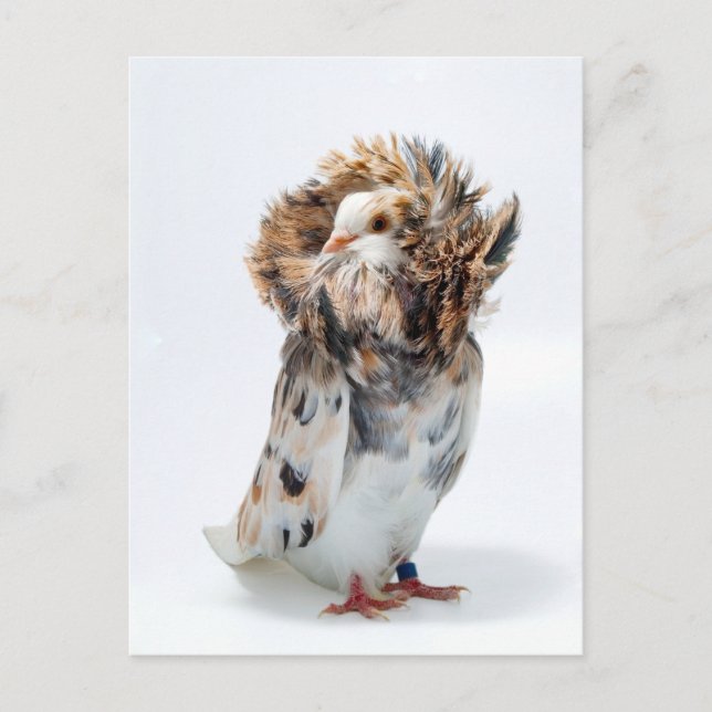 Jacobin Pigeon  Postcard (Front)
