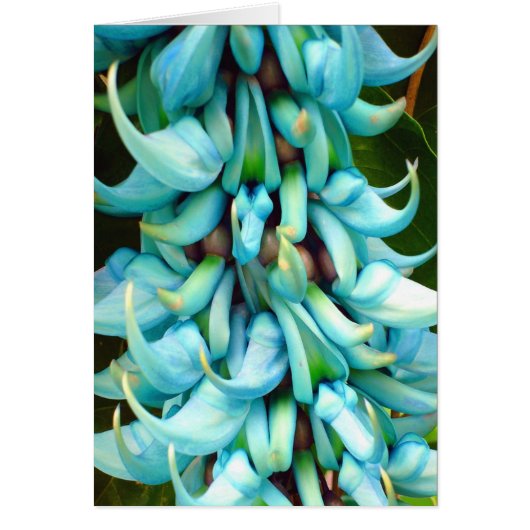 Jade Vine Cards (Front)