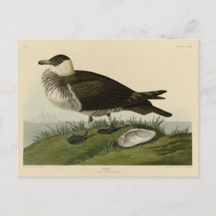 Jager (Pomarine Jaeger) Audubon's Birds of America Postcard