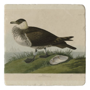Jager (Pomarine Jaeger) Audubon's Birds of America Trivet