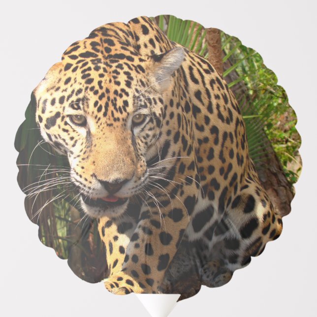 Jaguar Adolescent Balloon (Front)