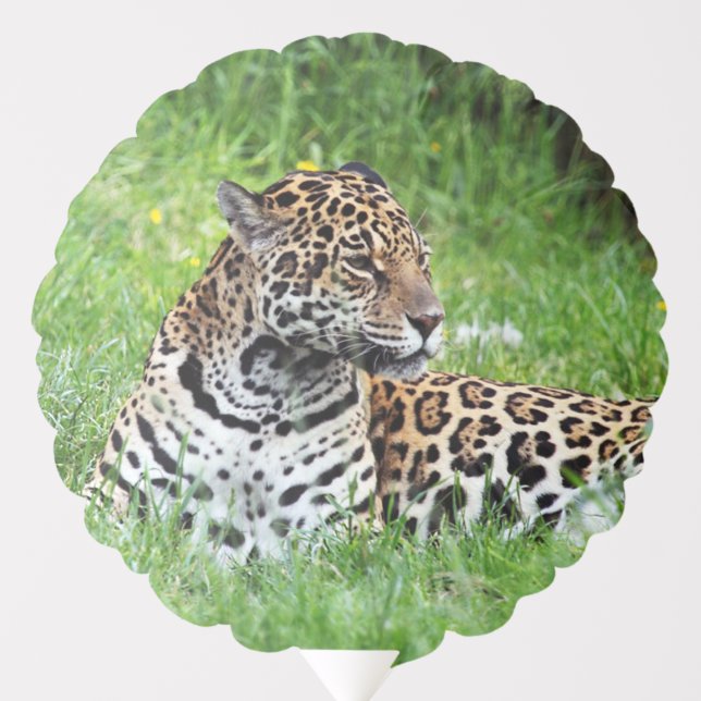 Jaguar Balloon (Front)