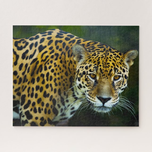 Jaguar Big Cats . Jigsaw Puzzle (Horizontal)