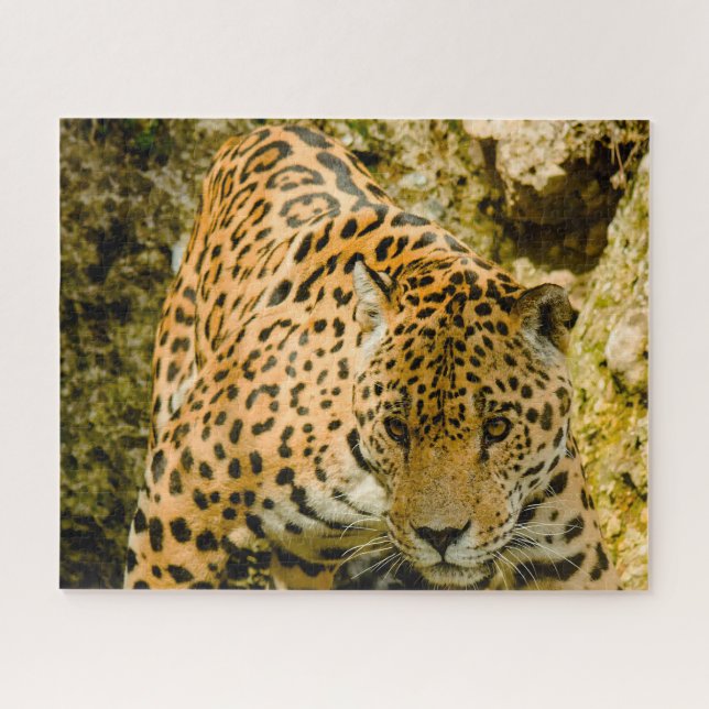 Jaguar Big Cats . Jigsaw Puzzle (Horizontal)