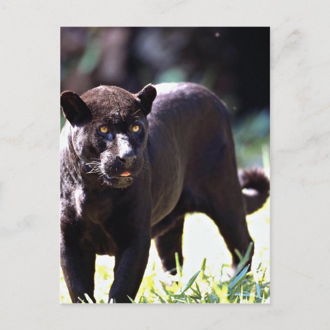 Jaguar, black-phase (Panthera onca) Postcard (Front)