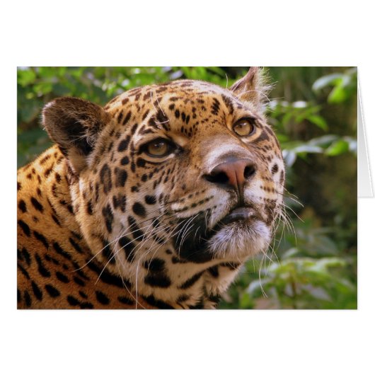 Jaguar Cards (Front Horizontal)