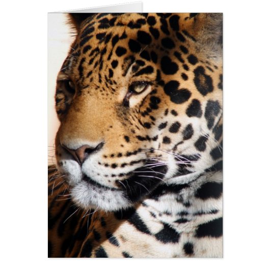 Jaguar Cards (Front)