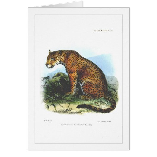 Jaguar Cards (Front)