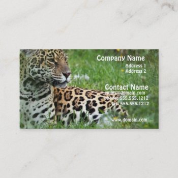 Jaguar Cat Business Card by WildlifeAnimals at Zazzle