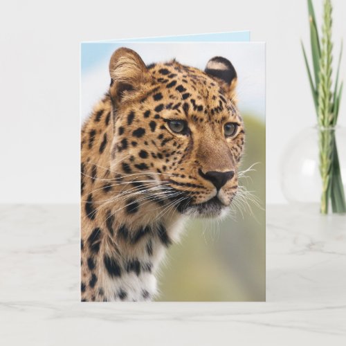 jaguar cat greeting card