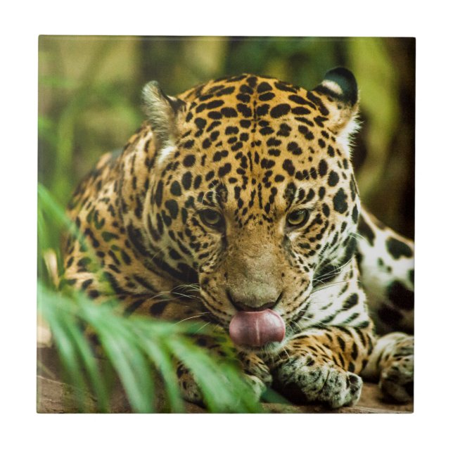 Jaguar Ceramic Tile (Front)