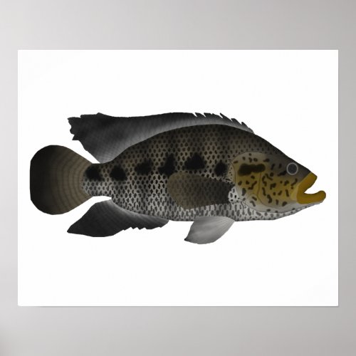 Jaguar Cichlid Poster