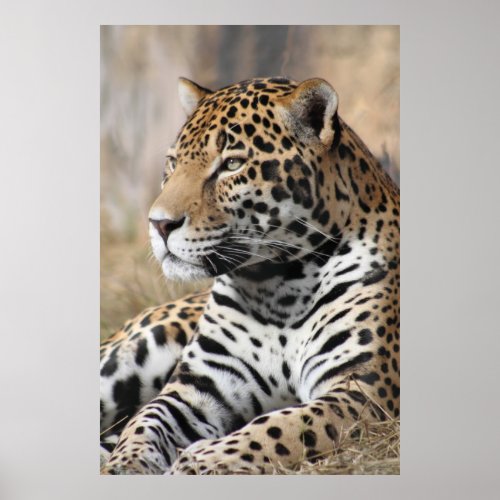 Jaguar Classic Poster _40x60 _other sizes also