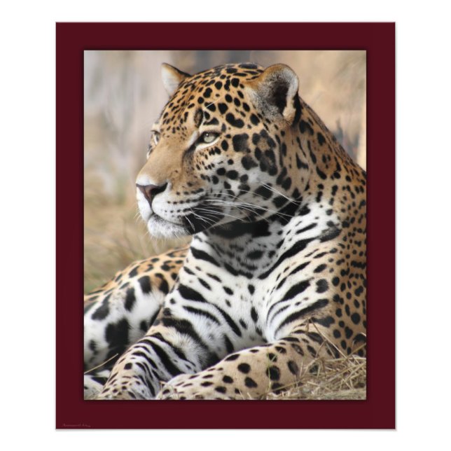 Jaguar Classic Print -20x24 -other sizes available (Front)
