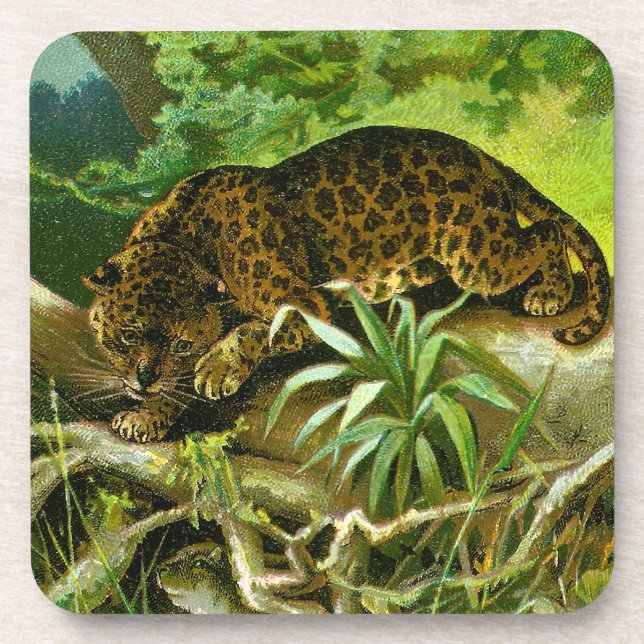 Jaguar Climbing Over Roots to Reach Water Coaster (Front)
