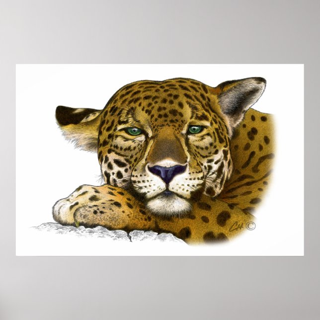 Jaguar colored poster (Front)