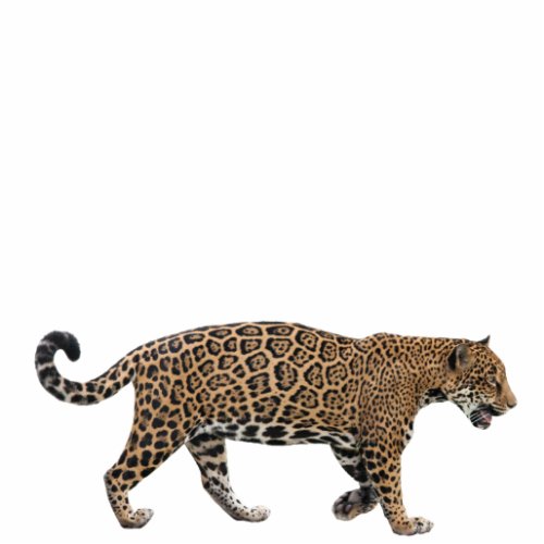 Jaguar Cutout