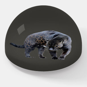 Jaguar Diablo gray glass dome paperweight
