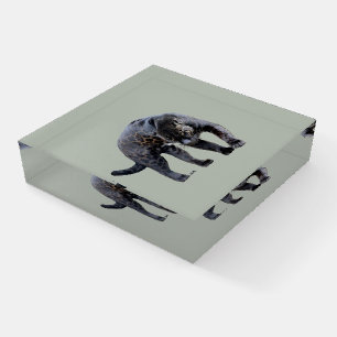 Jaguar Diablo light gray glass square paperweight
