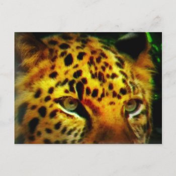 Jaguar Eyes Postcard by ake212005 at Zazzle