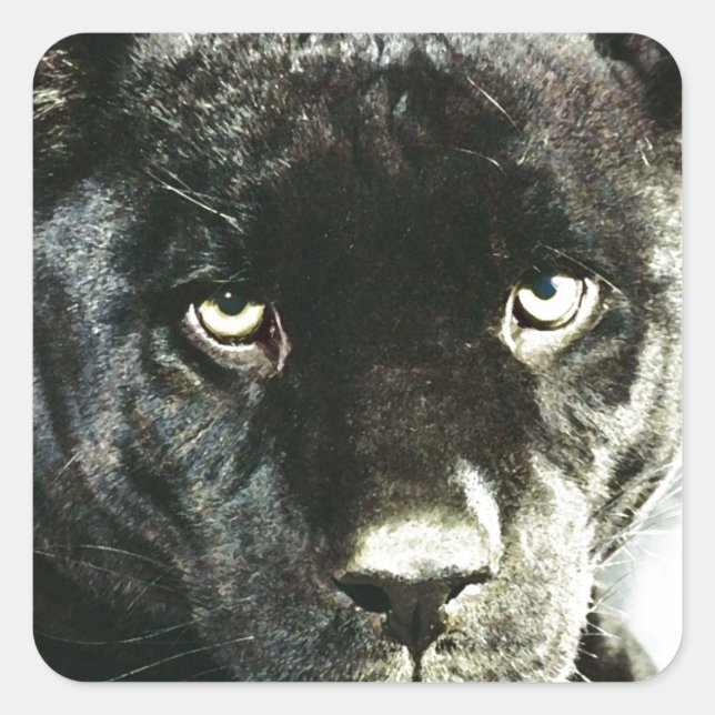 Jaguar Eyes Square Sticker (Front)