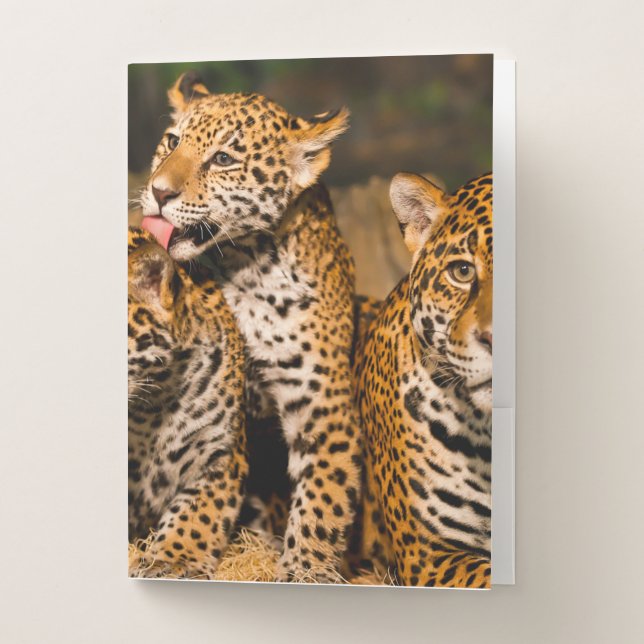 Jaguar family pocket folder (Front)