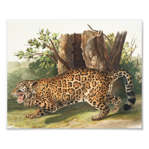 Jaguar Felis onca Illustration Photo Print