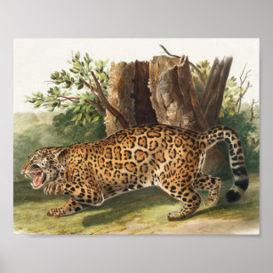 Leopard Watercolor Posters & Prints