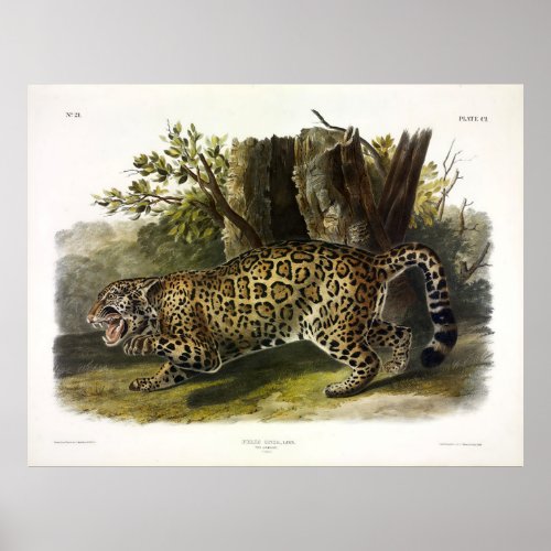 Jaguar Felis Onca Panthera onca by Audubon Poster