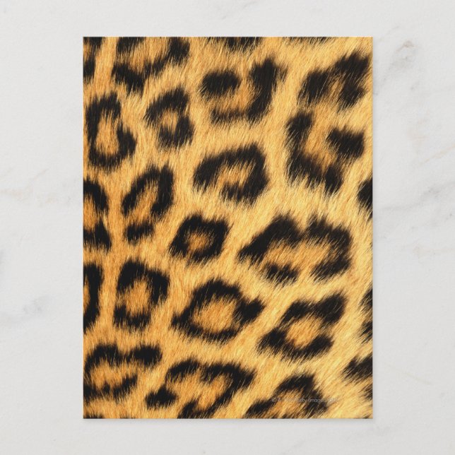 Jaguar Fur Postcard (Front)