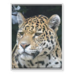 Jaguar Glare Temporary Tattoos